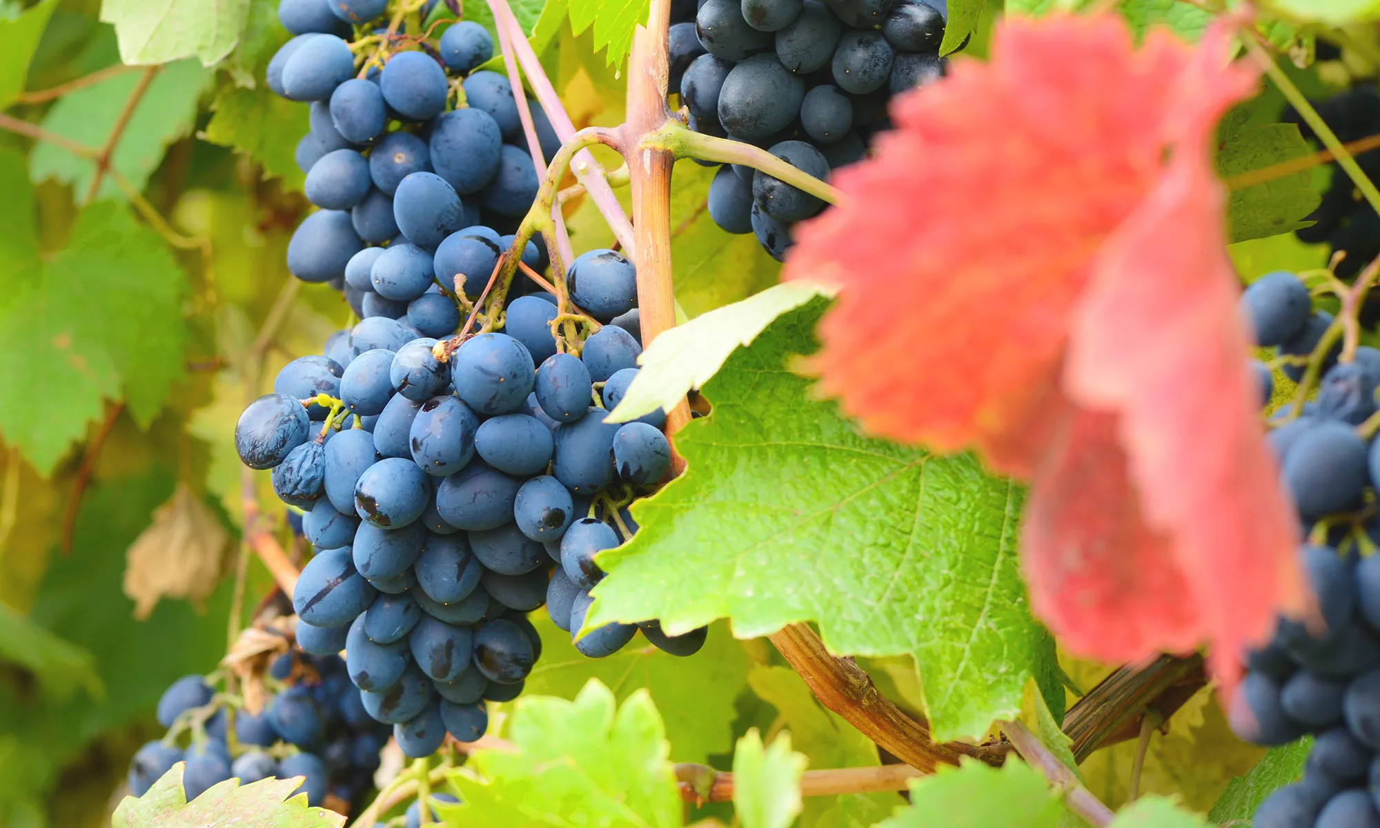 DRUVKOLLEN: NEBBIOLO