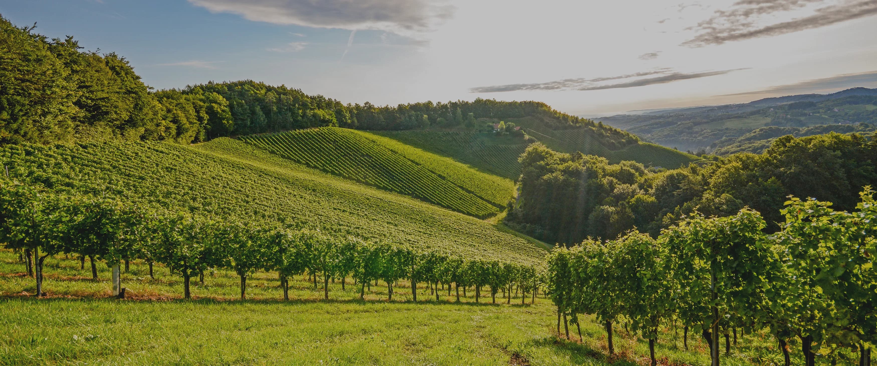 DRUVKOLLEN: ALBARIÑO